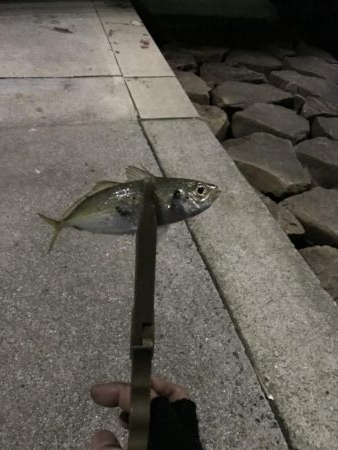 はじめてのアジング