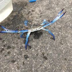 武豊緑地へいってみた。