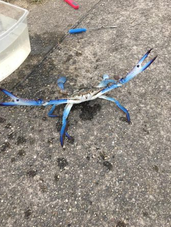 武豊緑地へいってみた。