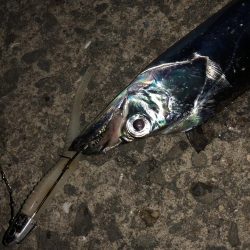 タチウオどこにいった