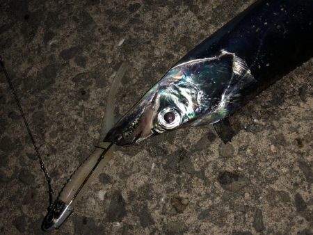 タチウオどこにいった