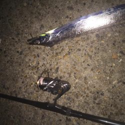 メバリング調査！