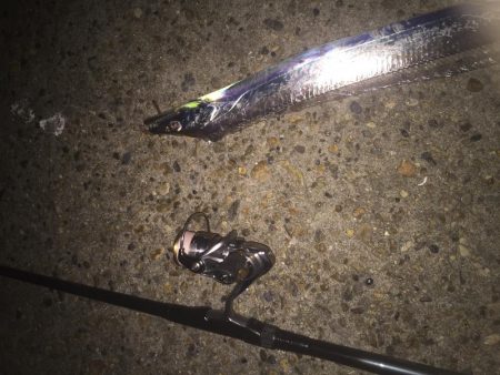 メバリング調査！