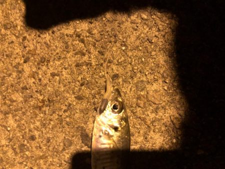 ナイトゲームでアジング