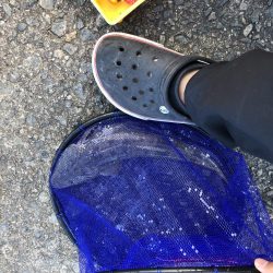 秋のマゴチ美味しくいただきました。