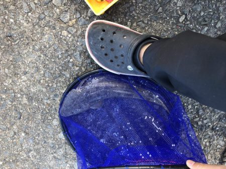 秋のマゴチ美味しくいただきました。