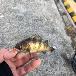 アジング、その他