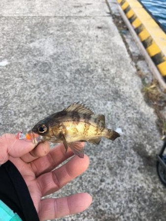 アジング、その他