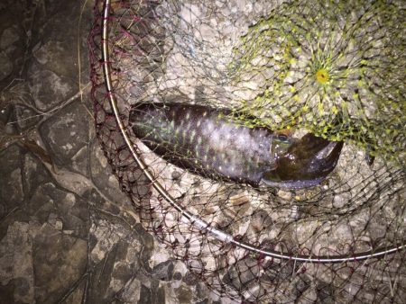 泳がせでアオリ