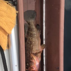 鯛ラバなのに。