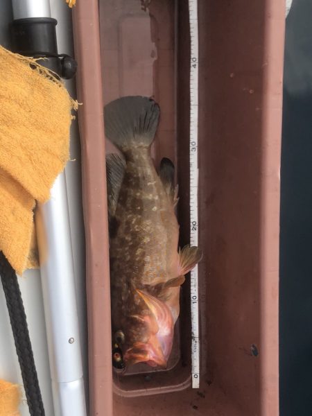 鯛ラバなのに。