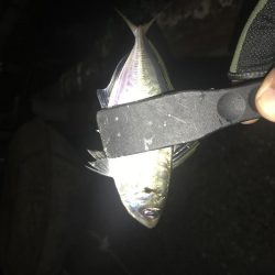 連夜のアジング