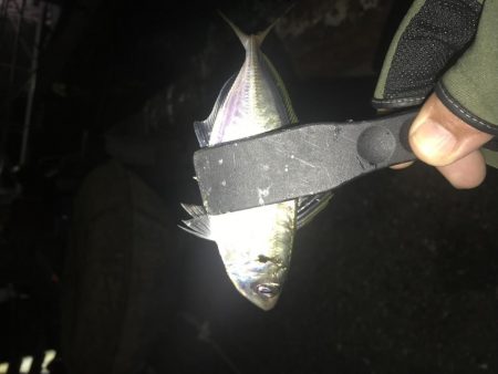 連夜のアジング