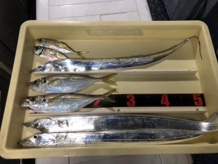 思ってたよりデカイ