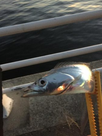 初めてのテンヤ