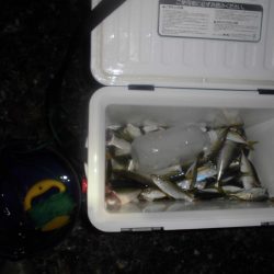 サバ5匹 豆~小アジ70匹位