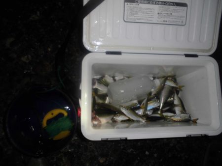 サバ5匹 豆~小アジ70匹位