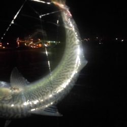 サバ折１５匹　豆アジの猛攻３０匹位全てリリース