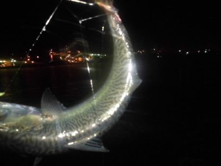 サバ折１５匹　豆アジの猛攻３０匹位全てリリース