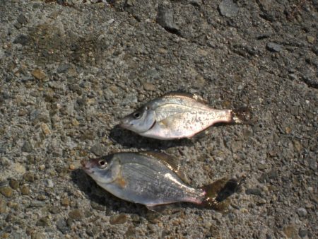 久しぶりのガシラ