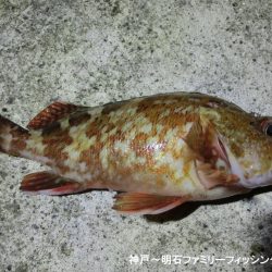 メバルと思ったらガシラでした