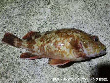 メバルと思ったらガシラでした