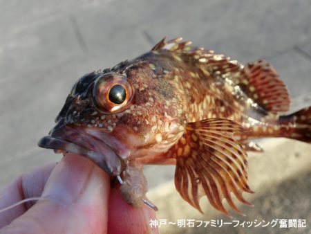 冷え込みファミリーフィッシング