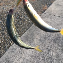 デイシーバス攻略か？