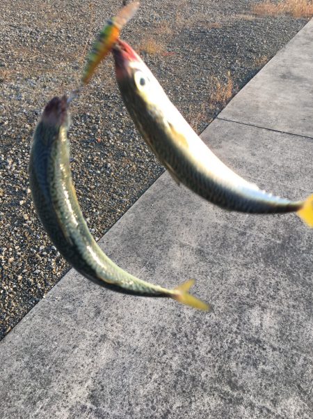 デイシーバス攻略か？