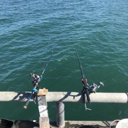 デカ青物求めて