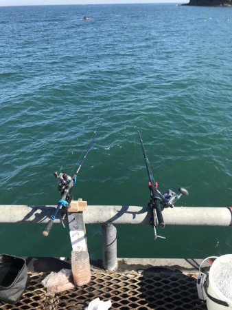 デカ青物求めて