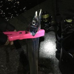 夜釣りで太刀魚ラッシュ！