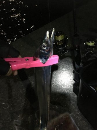 夜釣りで太刀魚ラッシュ！