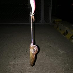 ポツポツヒイカ