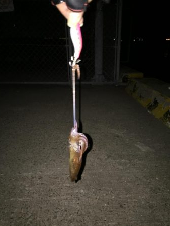 ポツポツヒイカ