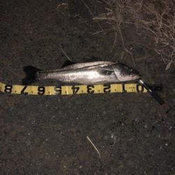 ランカーに届かず!