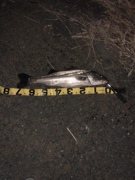 ランカーに届かず!