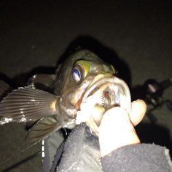 凪の夜にメバル捕獲