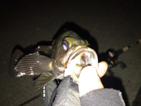 凪の夜にメバル捕獲
