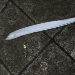 ドラゴンは来なかったけど