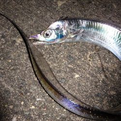 今週もドラゴン求めて