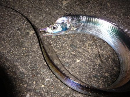 今週もドラゴン求めて