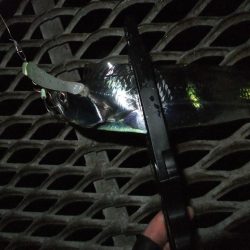 タチウオまだまだ好調