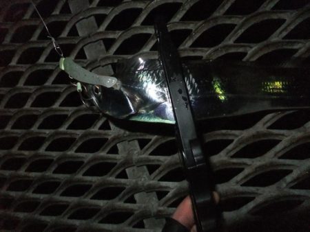 タチウオまだまだ好調