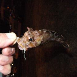 ガシラに癒されて