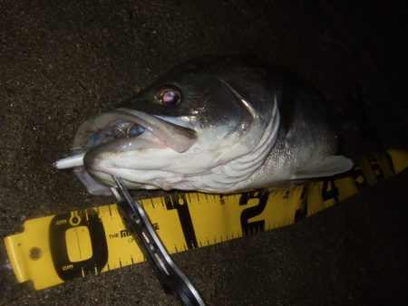 いよいよ終盤の河川シーバス