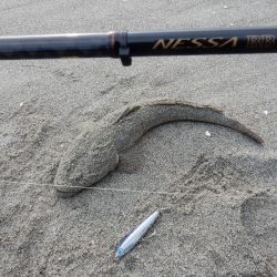 マゴチ多いです