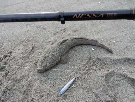 マゴチ多いです