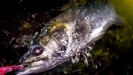 甲子園浜　ナイト