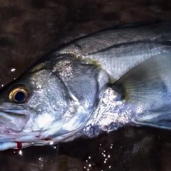 甲子園浜 65cm マルチ